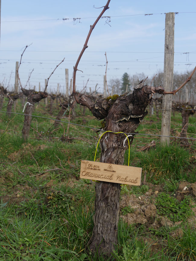 Виноградник на урожай